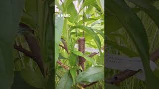 Fast Growing Trees Elberta Peach Growth after Spring Pruning foodforest homestead selfsufficient [upl. by Michaella]