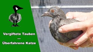 Vergiftete Tauben überfahrene Katze  Tiernotruf 168 [upl. by Atena]