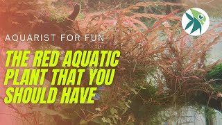 HYGROPHILA PINNATIFIDA the RED AQUATIC PLANT that you should know about CARE GUIDE amp MELTING TIPS [upl. by Atekahs931]