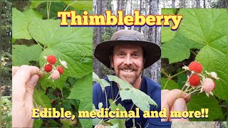 Thimbleberry  Identification and Description [upl. by Hinckley115]