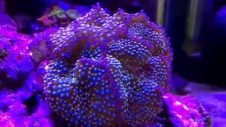 REEF DENNERLE NANO RECIFAL 60 L [upl. by Philcox]