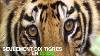 Les tigres menacés par la médecine traditionnelle chinoise [upl. by Imas878]