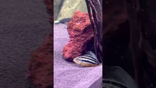 Close up video of Auratus spawning in the tank ❤️ آکواریوم cichlid cichlids shortsviral [upl. by Ainoval]