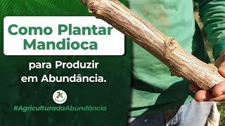 época de plantar mandiocafase da lua [upl. by Sirahc]