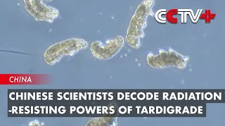 Chinese Scientists Decode RadiationResisting Powers of Tardigrade [upl. by Adda]