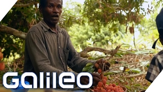 So kommt die Litschi von Madagaskar zu uns in den Supermarkt  Galileo Lunch Break [upl. by Hales]