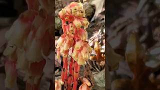 Monotropa hypopitys  Dutchmans pipe  Pinesap  Monotropaceae fungus nature [upl. by Anirt]