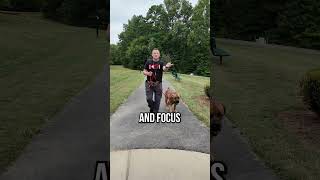 Is Your Dog Ignoring You During Walks Here’s How to Fix It [upl. by Mauldon744]