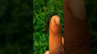 water scorpion Nepidae 🤫😯 animals insects nepidae insectbehavior [upl. by Lenuahs]