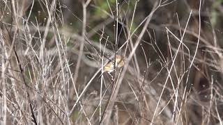 Goldenheaded Cisticola [upl. by Octavian]