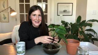 Repotting a pothos plant [upl. by Natlus]