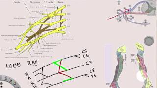 Plexus Brachialis [upl. by Alejo]