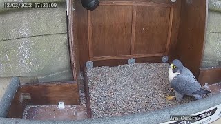 The Wakefield Peregrine Project  Spire Camera [upl. by Maise595]