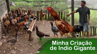 Troquei a Galinha Caipira Para Criar Índio Gigante  Criação de Galo Indio Gigante Hen [upl. by Hanima]