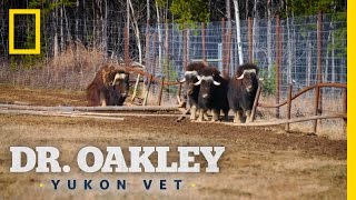 Treating a Muskox Is No Small Job  Dr Oakley Yukon Vet [upl. by Haleeuqa]