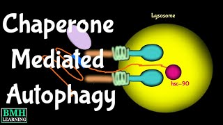 Chaperone Mediated Autophagy  Types Of Autophagy [upl. by Langill330]