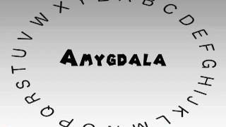 How to Say or Pronounce Amygdala [upl. by Sink]