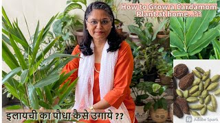 very easy to grow Cardamom Elaichi Plant  आसानी से इलायची के पौधे को घर पर उगाएं । [upl. by Anassor296]