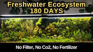 I Simulated Freshwater Ecosystem For 180 Days No Co2 No Water Change No Filter [upl. by Assilen]