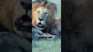 music bgm instrumental piano relaxingmusic youtubeshorts animals wildlions lionfunny [upl. by Aylward801]