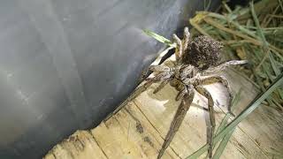 Araña lobo Lycosa tarantula y sus crías  saco sedoso y crías en abdomen [upl. by Alig]