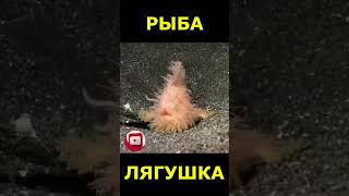 Волосатая рыба лягушка \ Antennarius striatus \ Hairy frogfish это интересно [upl. by Tandie637]