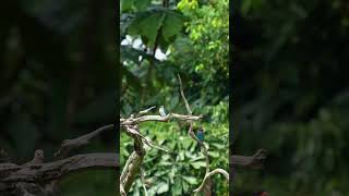 Oriental Dollarbird 三宝鸟 Vol 02  Ulu Pandan Canal sony200600 wildlifephotography sonysingapore [upl. by Ekihc19]