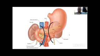 anatomie chirurgicale du pancréas [upl. by Sukin]