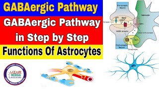 GABAergic Pathway in Step by Step  Functions of Astrocytes [upl. by Navy420]