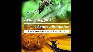 Aedes aegypti e Aedes albopictus – Uma Ameaça nos Trópicos [upl. by Nynnahs]