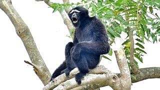 Hoolock Gibbon at Guwahati Zoo Assam  March 2021 [upl. by Araf992]