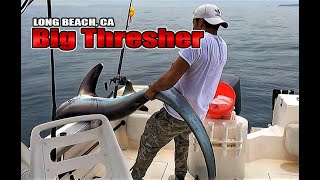 Thresher shark fishing caught out of Long Beach California [upl. by Madonia45]