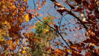 Wind Sounds 1 Hour  Wind Blowing Through Autumn Forest [upl. by Barnie333]