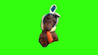 Puppy eating carrot meme green screen [upl. by Nnayd]