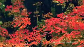 GIOVANNI MARRADI  Falling Leaves [upl. by Nitsyrc887]