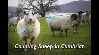 Counting Sheep in Cumbrian [upl. by Schreck310]