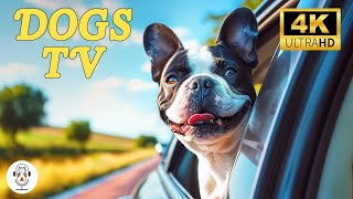 🔴 LIVE Relaxing Music For Stressed Dogs Help Dogs Sleep Well The Most Relaxation No Ads [upl. by Jase]