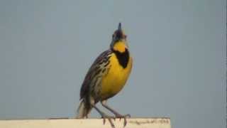 Eastern Meadowlark Song [upl. by Jeaz]