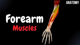 Muscles of the Forearm Division Origin Insertion Function [upl. by Stephannie]