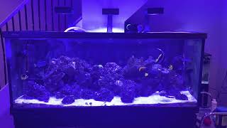 150g FOWLR Saltwater Tank [upl. by Adnama617]