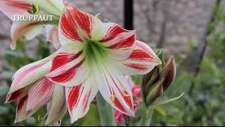 Cultiver et faire refleurir lamaryllis  Truffaut [upl. by Alemrac]