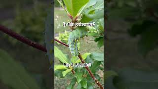 CECROPIA MOTH CATERPILLAR caterpillar moth nature naturephotography naturelovers caterpillars [upl. by Ettevroc]