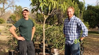 How to grow fruit trees in a container [upl. by Stortz599]