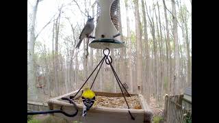 Flock of Chipping Sparrows at Bird Feeder 44 sec [upl. by Chap]