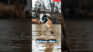 Birdcow  Biow 🐦 🐄animal pet Biow [upl. by Peder185]