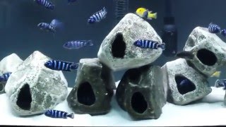 Pseudotropheus Demasoni tank malawi cichlids Mbuna [upl. by Ermina621]