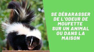 Comment se débarasser dune odeur de moufette sur un animal ou dans la maison  SOS Odeurs [upl. by Nive]