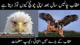 Parindon K Badshah Uqaab K Bary Mein Dilchasp Malomat  Interesting Information About Eagle [upl. by Aramoj166]