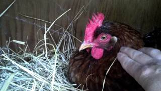 Chicken on nest screams like a dinosaur [upl. by Llewsor]