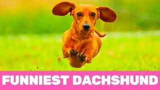 Try Not To Laugh Funniest Dachshund Moments of 2020 [upl. by Ys]